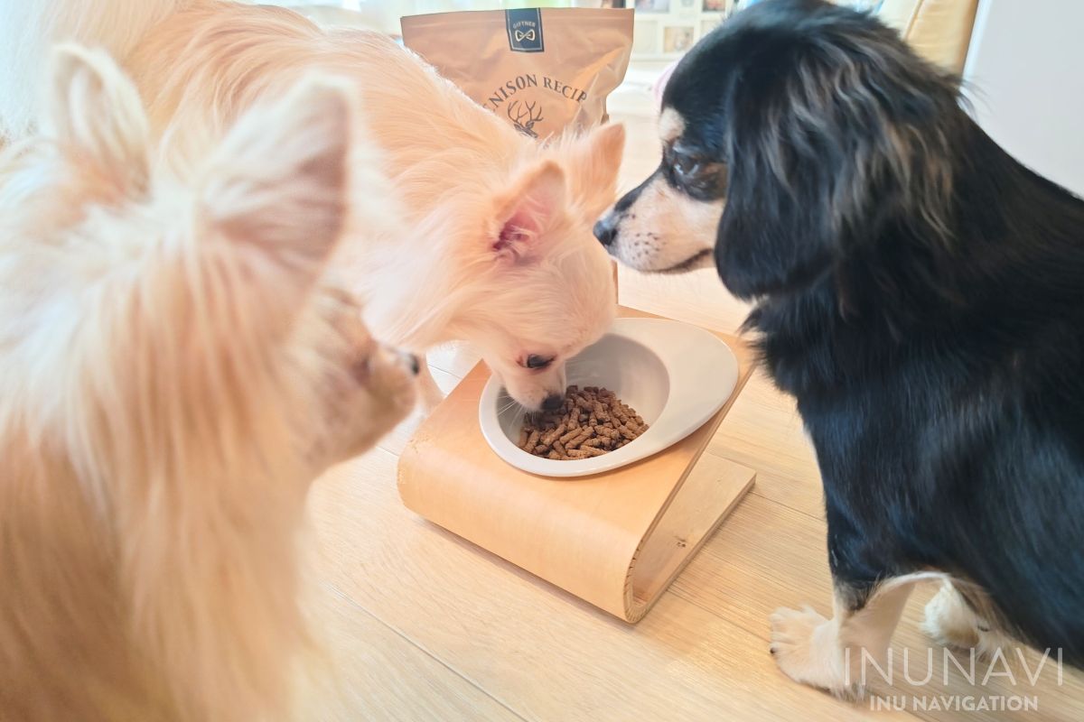 ギフトナー　ベニソンを食べる愛犬たち